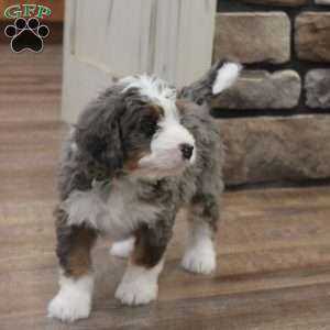 Ren, Mini Bernedoodle Puppy